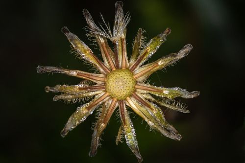 когда то одуванчик