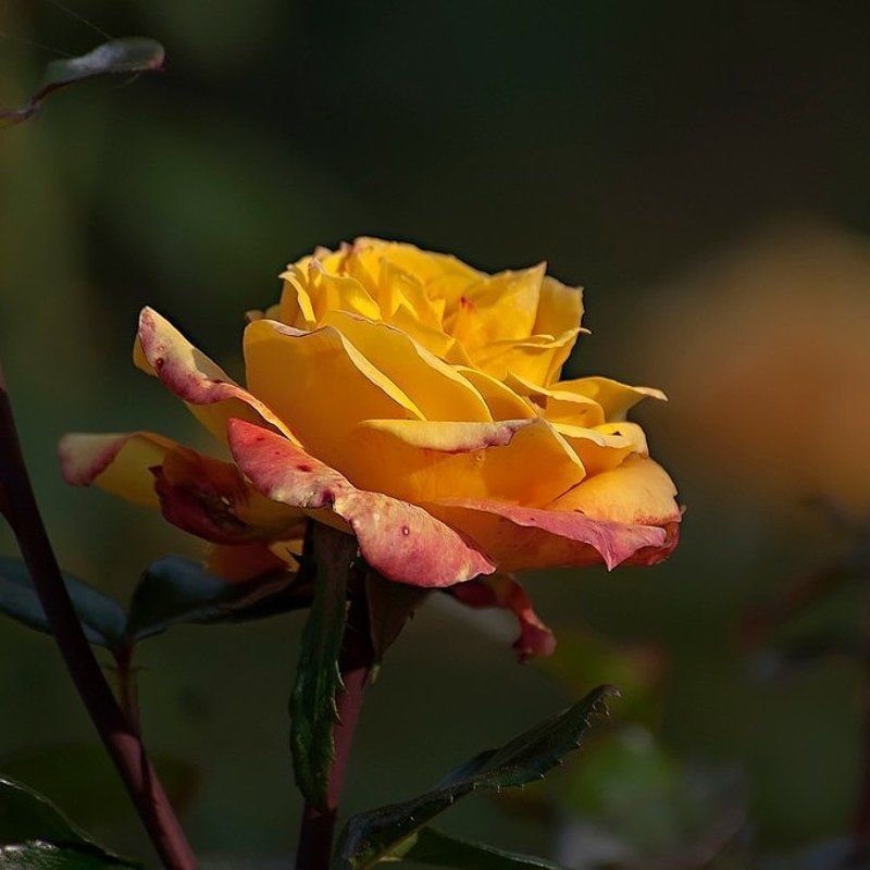 Цвет настроения жёлтый. фото превью