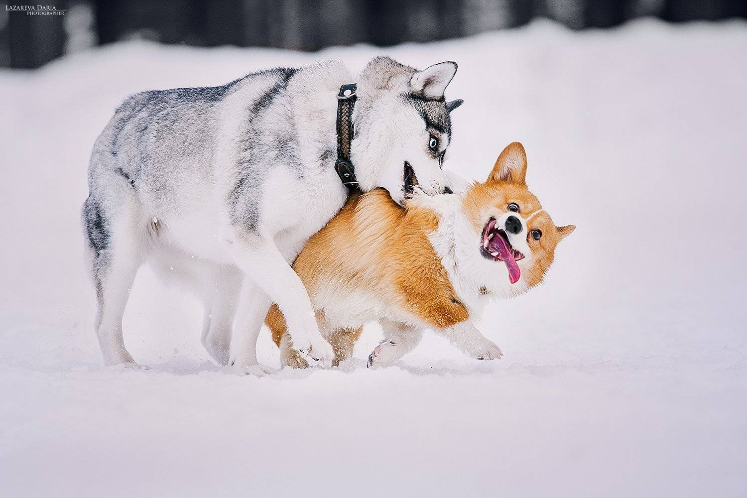 собака, природа, лес, зама, хаски, вельш корги пемброк, Дарья Лазарева