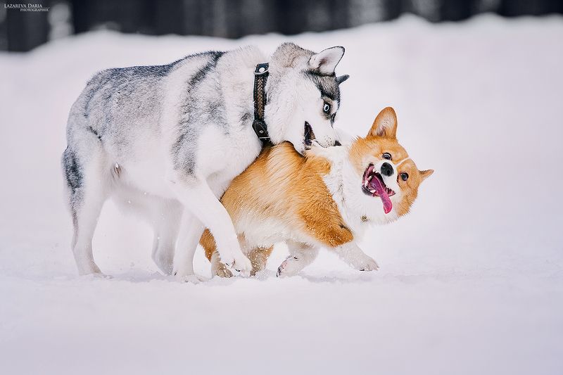 собака, природа, лес, зама, хаски, вельш корги пемброк Придёт серенький волчок  и укусит за бочок! фото превью