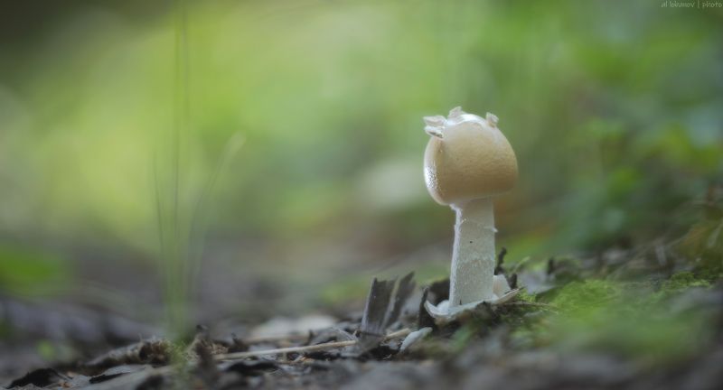 Новенький фото превью