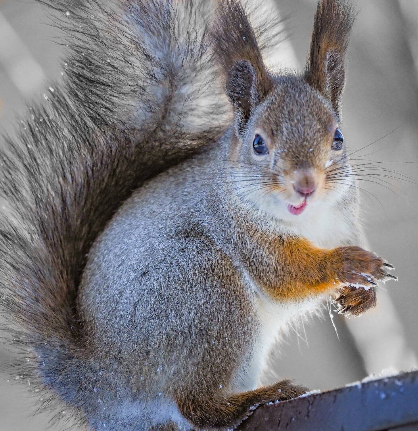 , Курлянцев Алексей