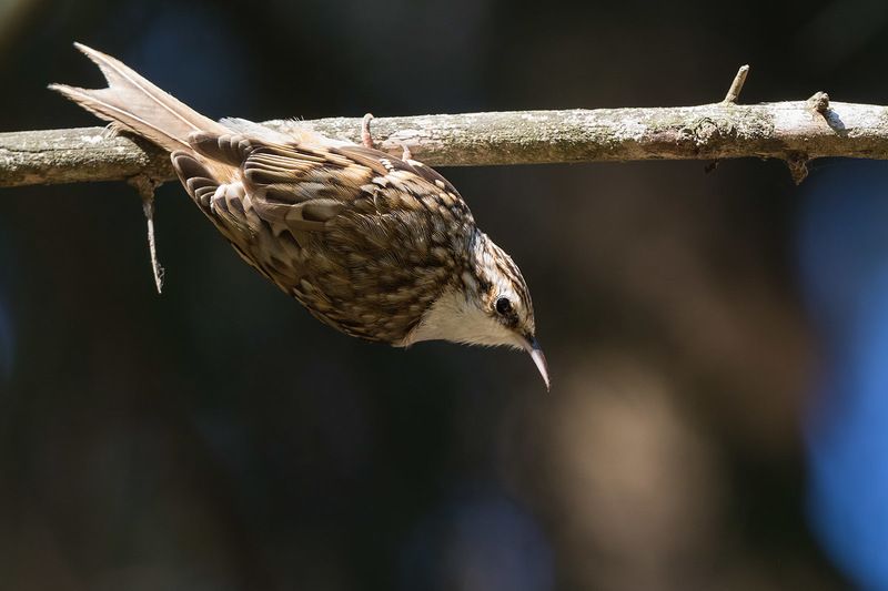 Про пищуху. фото превью