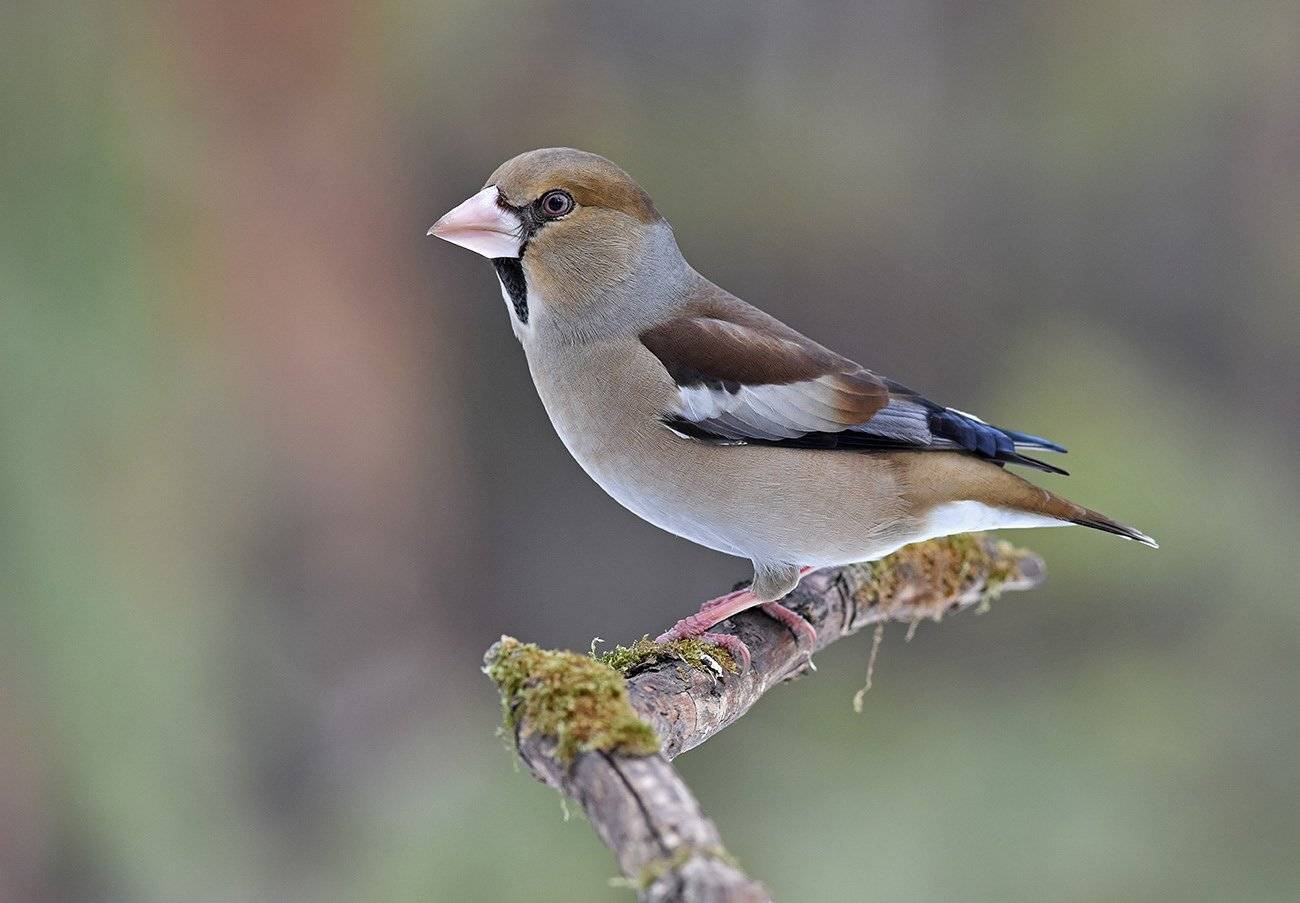 дубонос,самка,бор, Иван