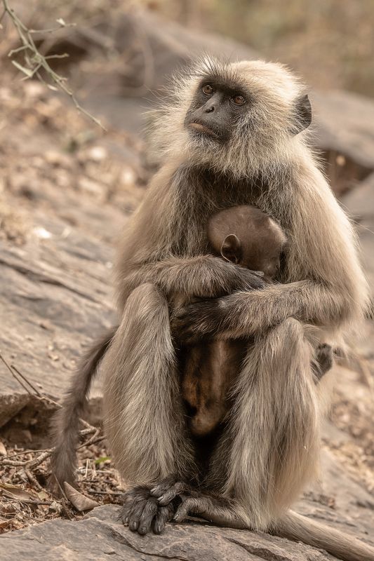 обезьяны  индия когда муж \