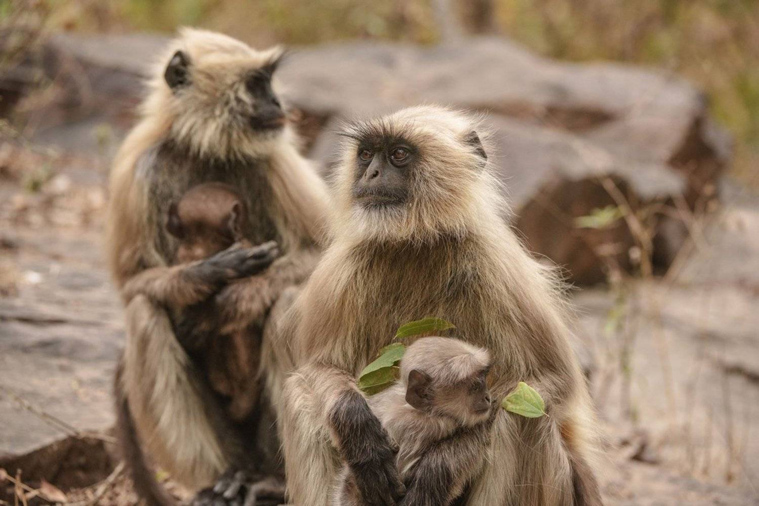 обезьяны  индия, Александр Маркелов