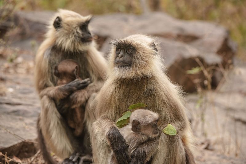 обезьяны  индия А у меня нормальный МУЖ...И РЕБЕНОК НОРМАЛЬНЫЙ... фото превью