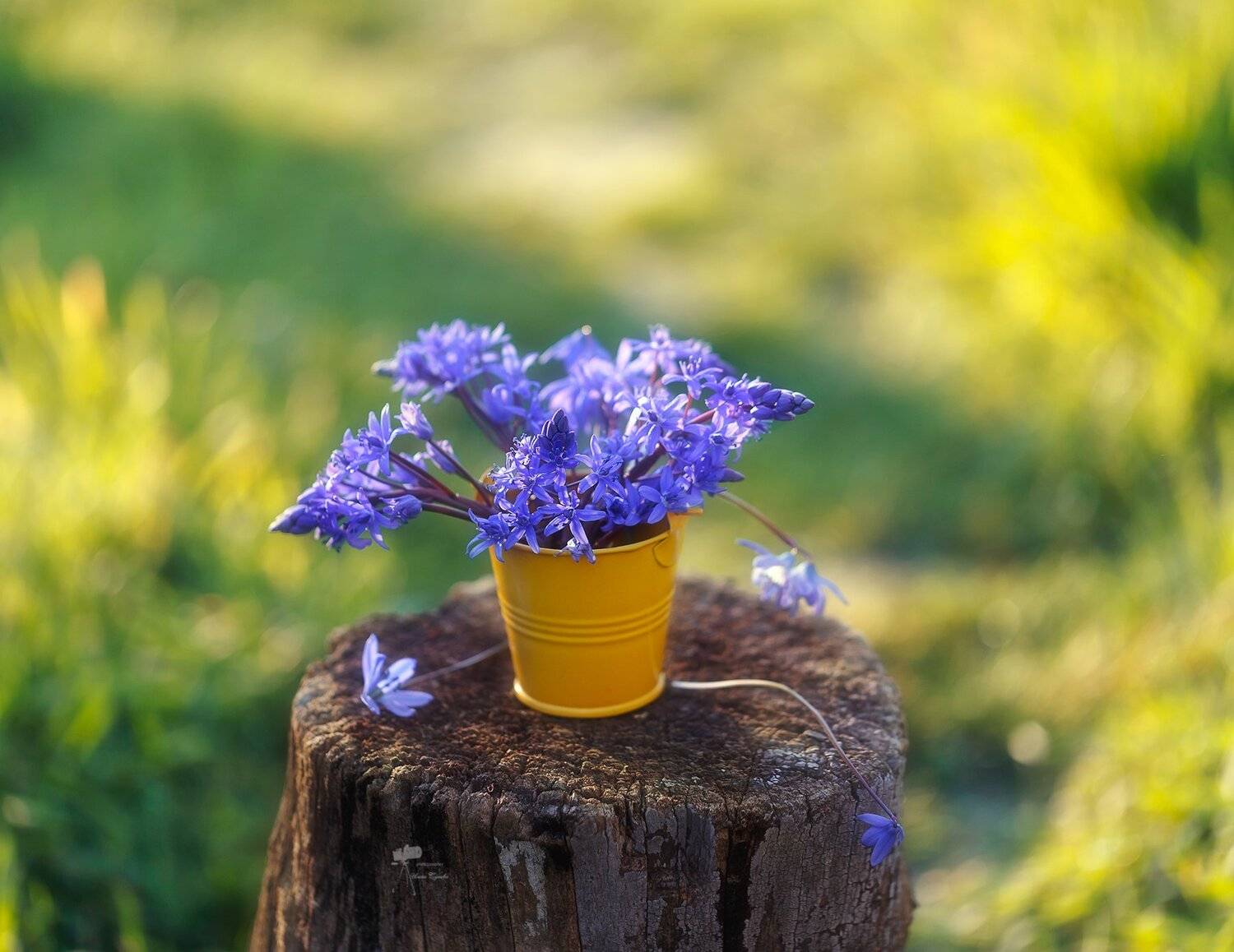 , Инна Сухова