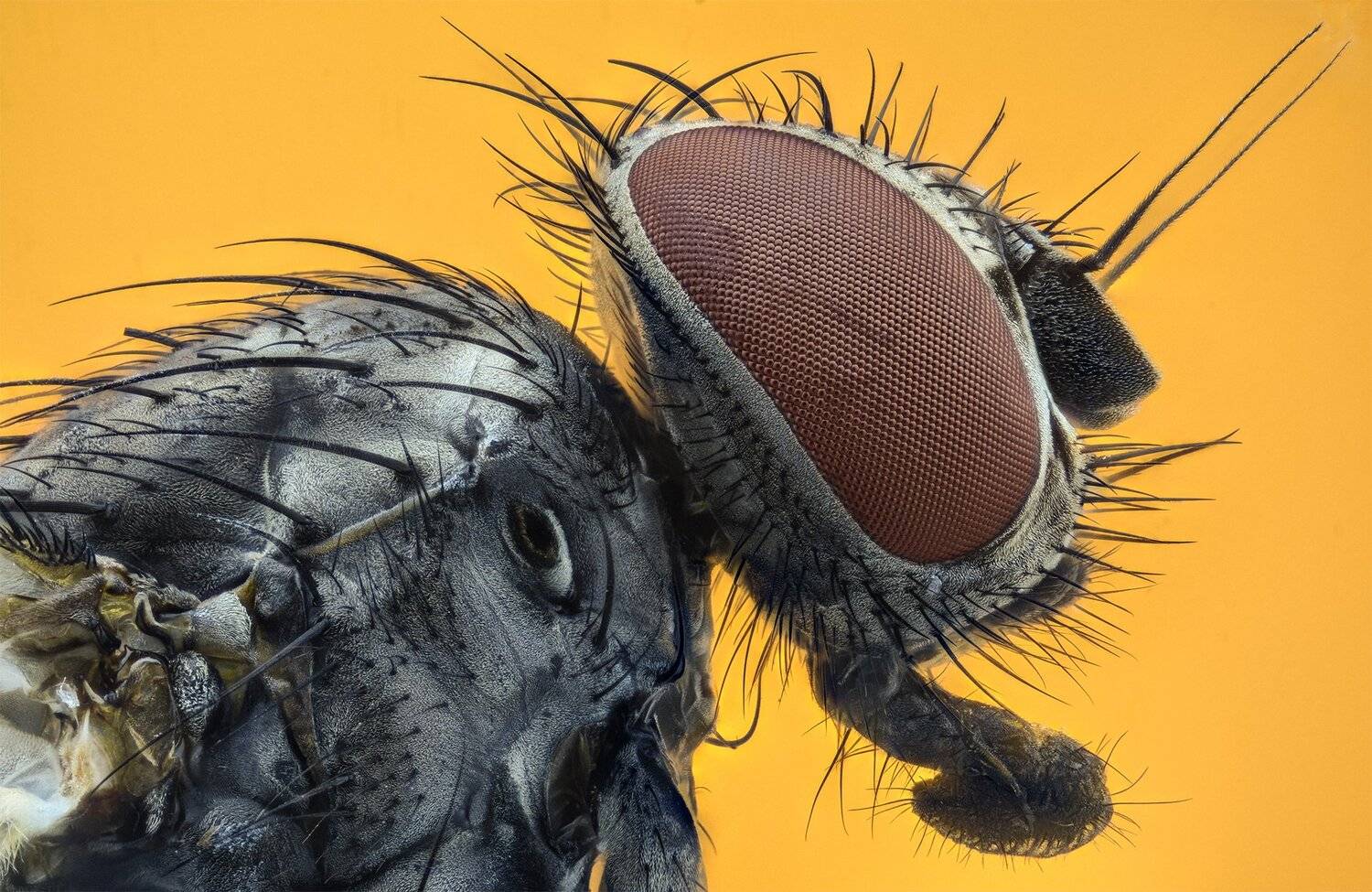 ceclii, macro, extrememacro, nikon d3400, semiplan 6.3, Tsvetan Ganev