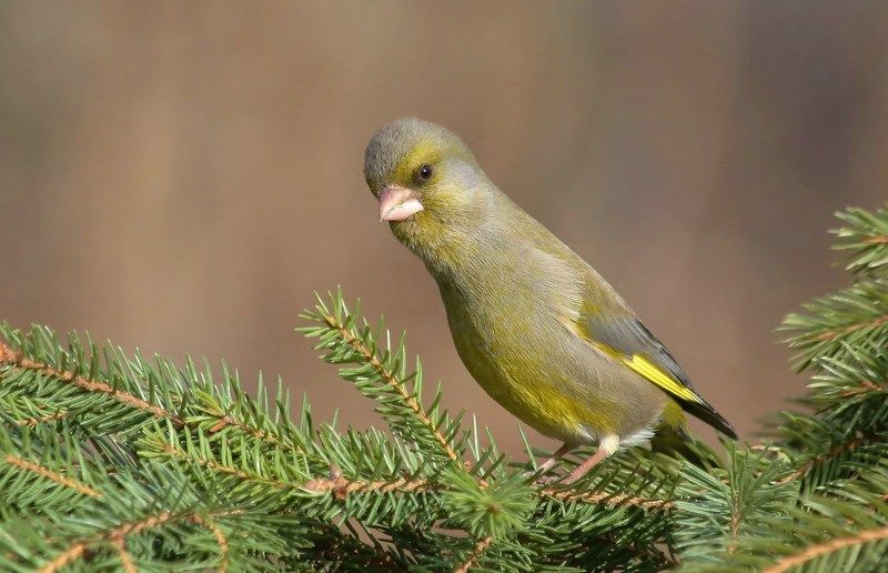 природа , птицы , лесная канарейка , весна очень интересно фото превью