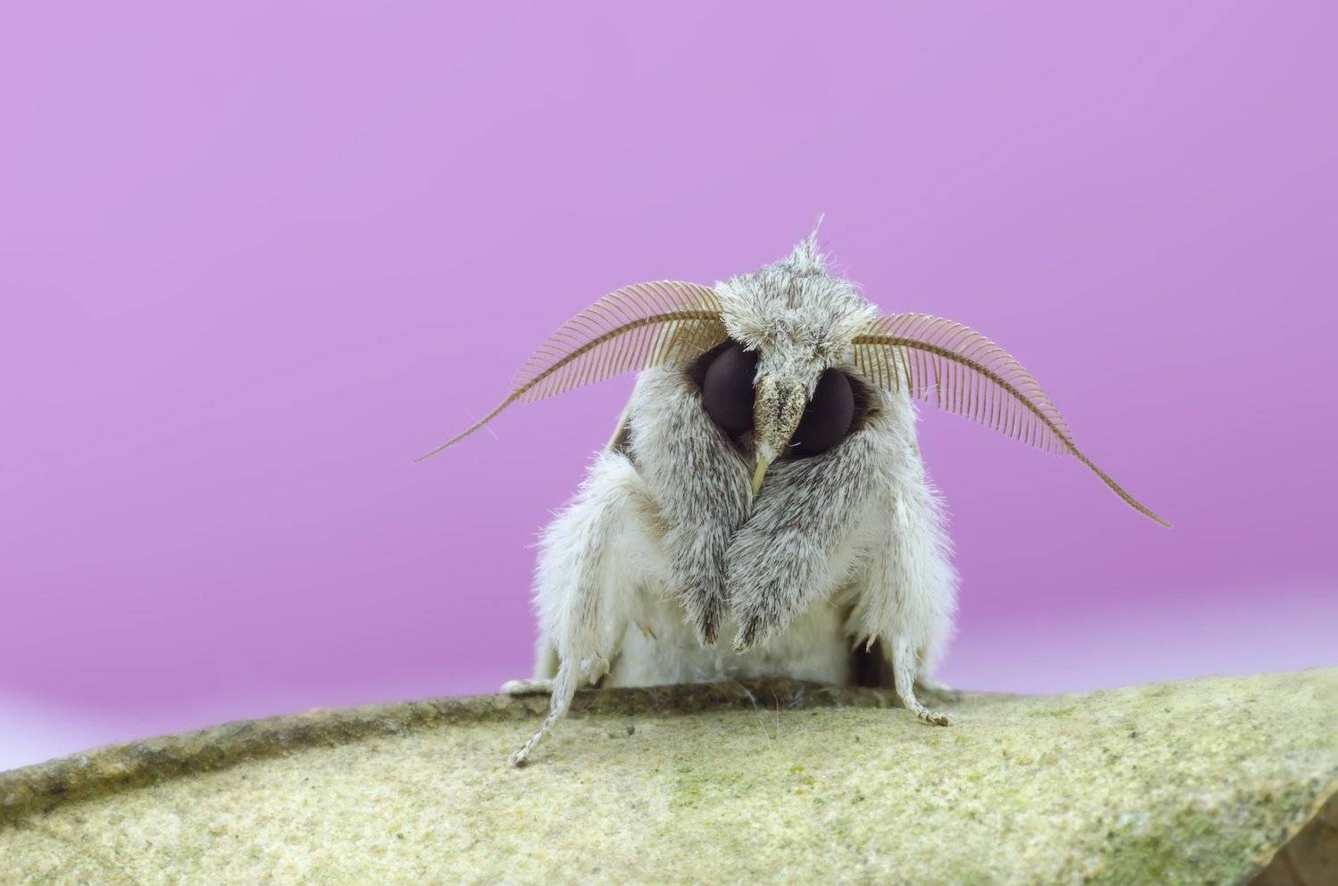 moth, sleeping, nature, KIN WAH WONG