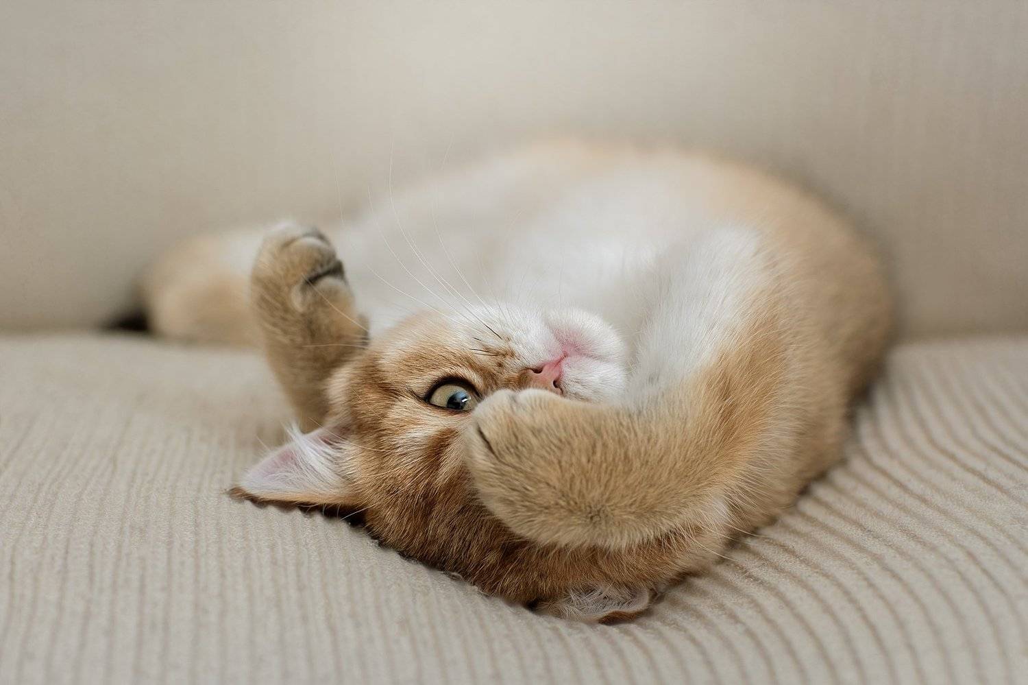 , Светлана Писарева