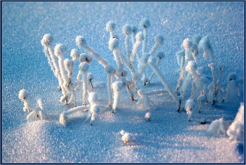 ромашки, иней Другой мир 2 фото превью