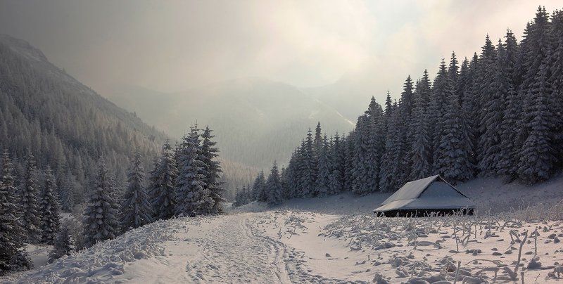 Приют. фото превью