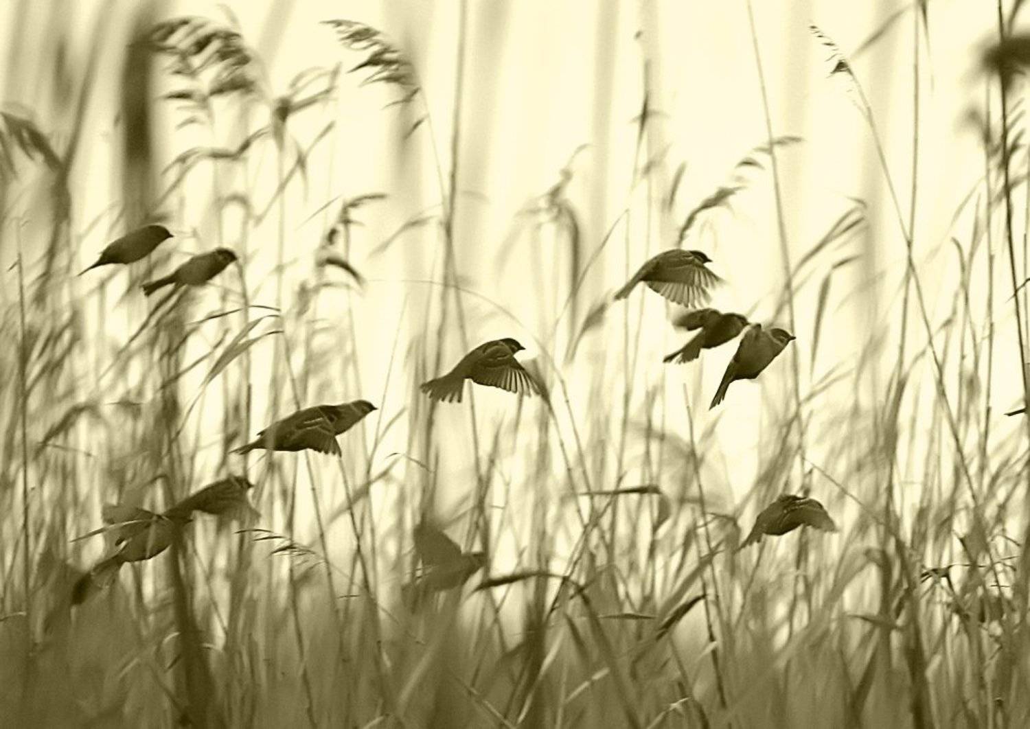 , Александр Андреев