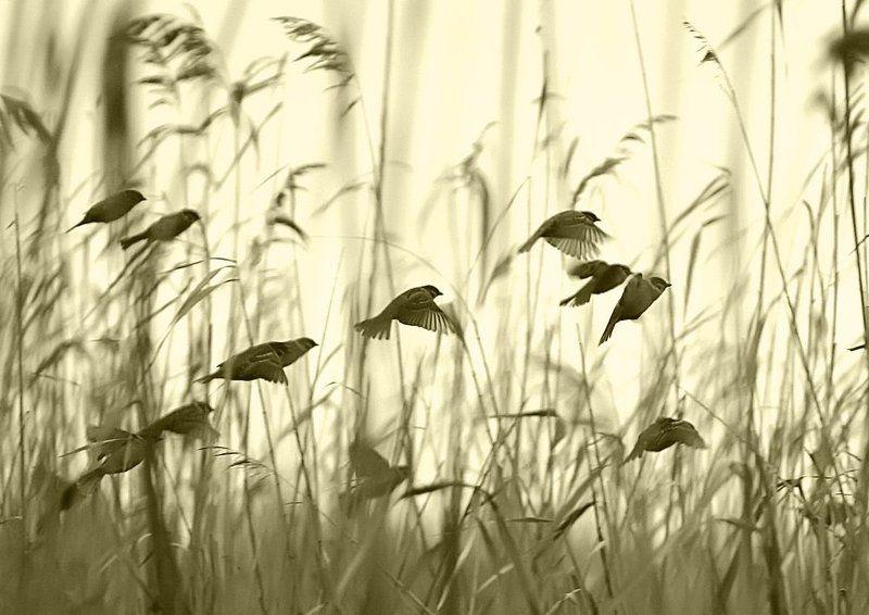 Птицы. фото превью