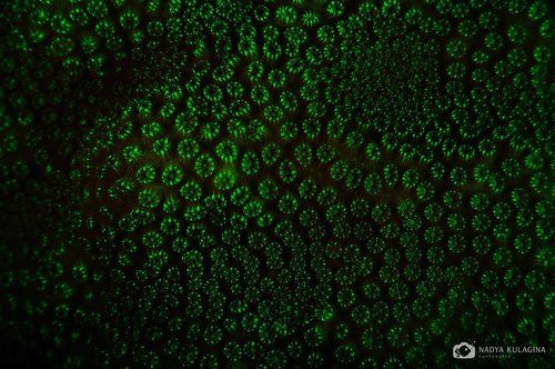 Ночные преобразования