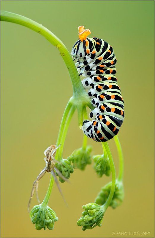 гусеница, махаон *** фото превью