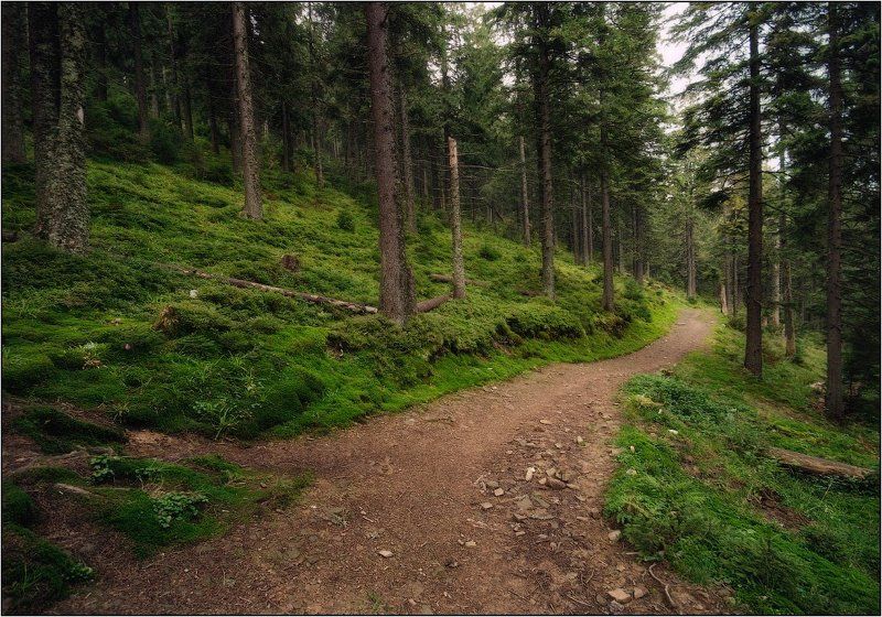 карпаты, лес, горы, утро, свежесть Гуляя по лесу фото превью