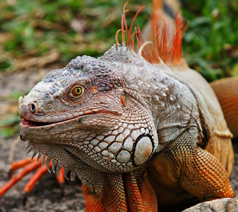 Дракоша фото превью