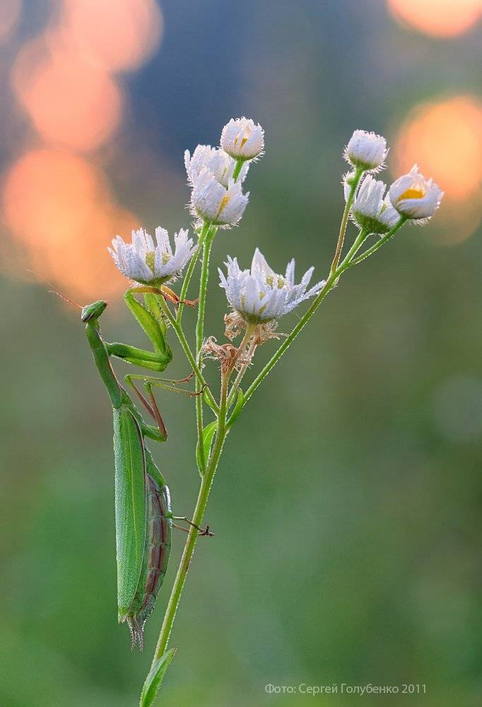 , Сергей Голубенко
