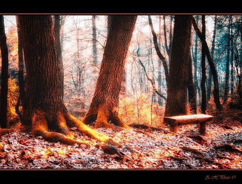 Three trees and a wooden bench