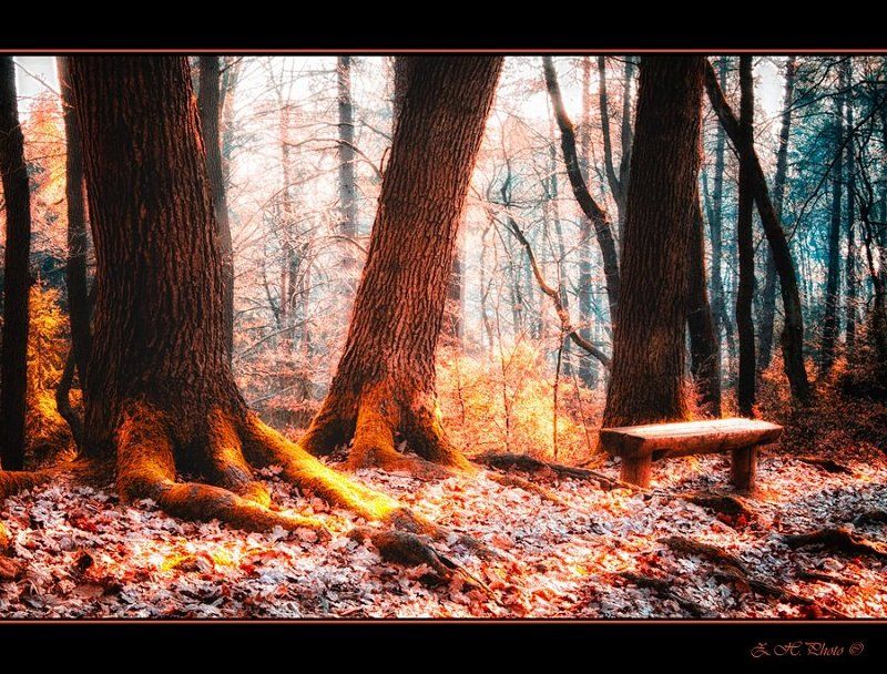 trees, bench, colors, woods, wooden, false Three trees and a wooden bench фото превью