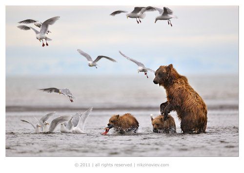 Про медведей, которым очень нравилось фотографироваться :-)