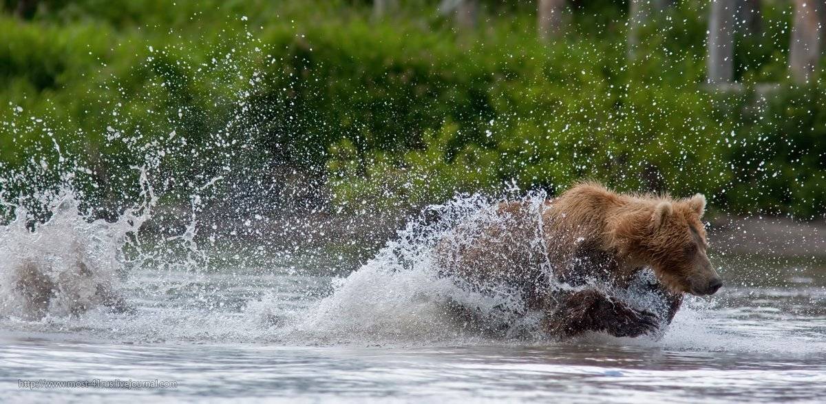 медведи, курильского, озера, Сергей Краснощёков