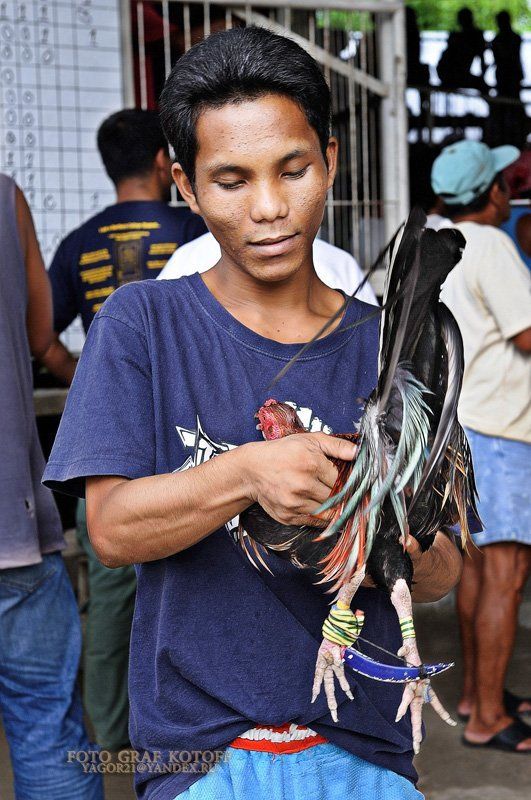 бой, петух, кровь, азарт, победа, проигрыш Петушиные бои (Филиппины) фото превью