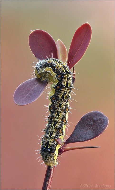 гусеница Такие ужасные и такие прекрасные. фото превью