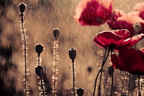 ...трехцветный...