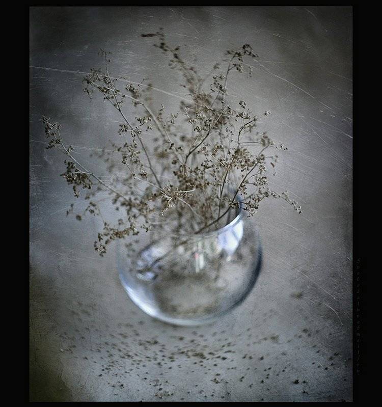 , Svoboda Andreeva