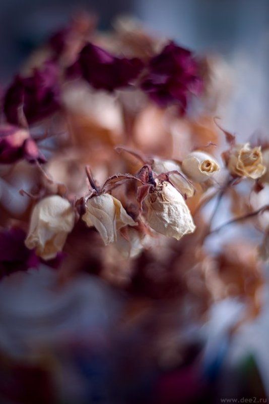 розы, экибана Розы фото превью