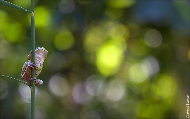 квакша, hyla arborea А мне бы в небо фото превью