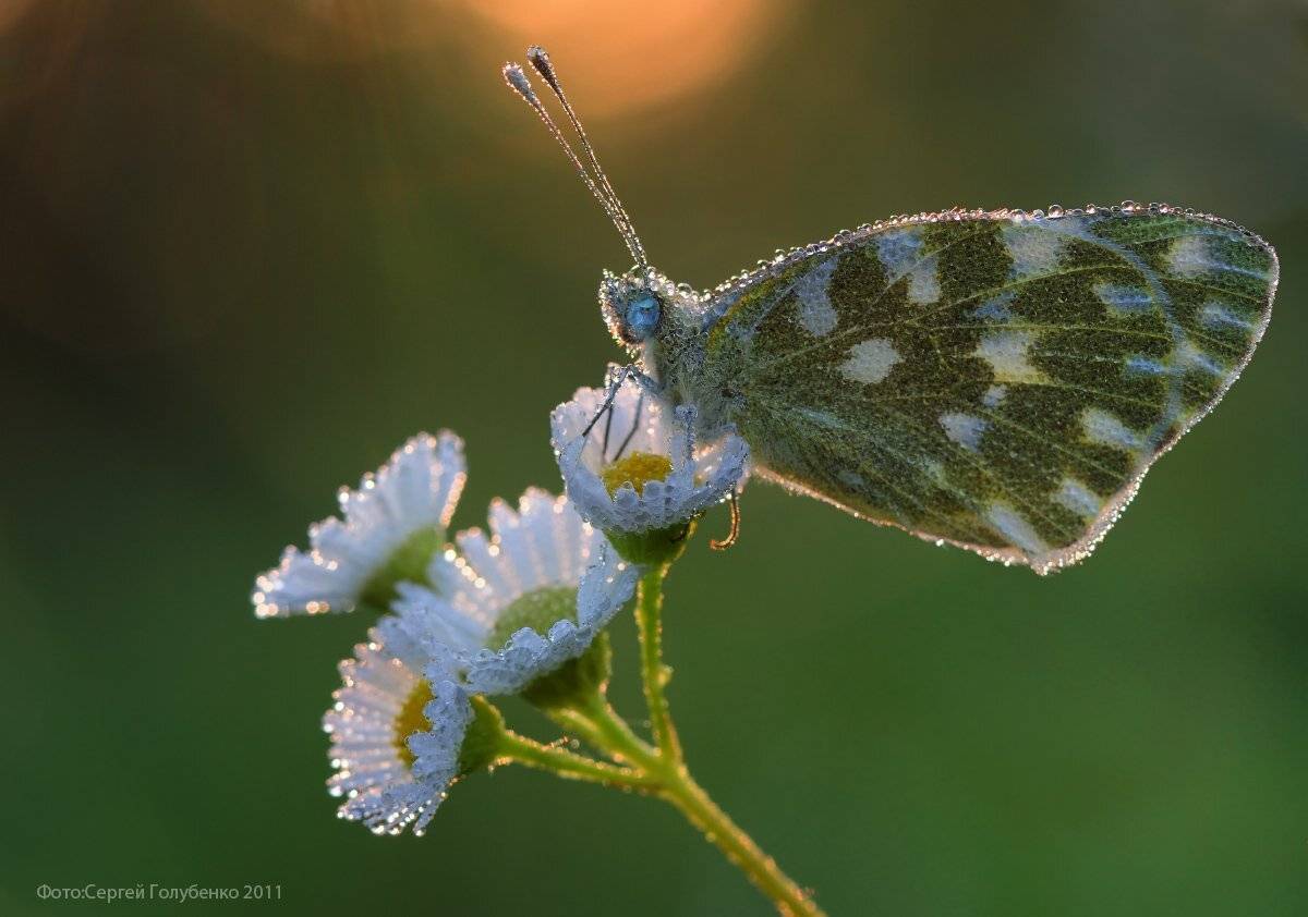 , Сергей Голубенко
