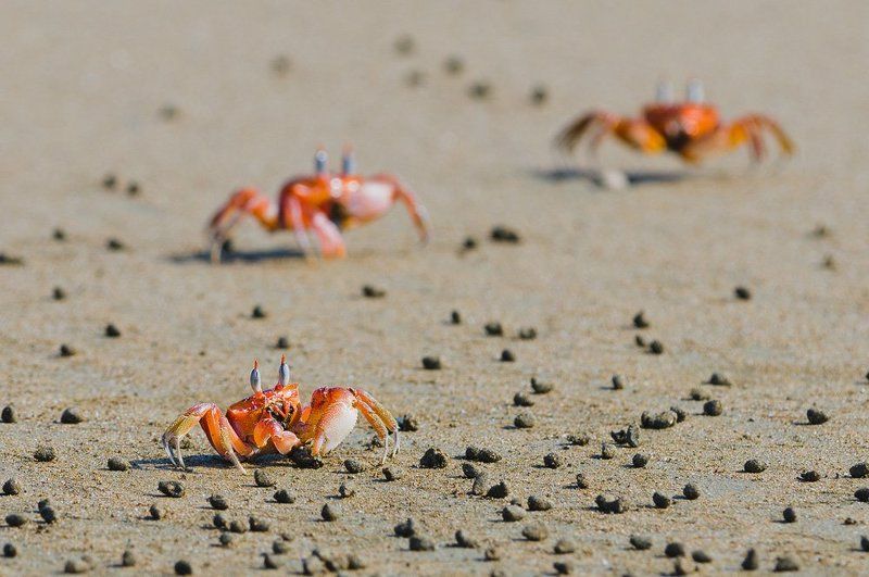коста-рика, краб-привидение Красные наступают... фото превью