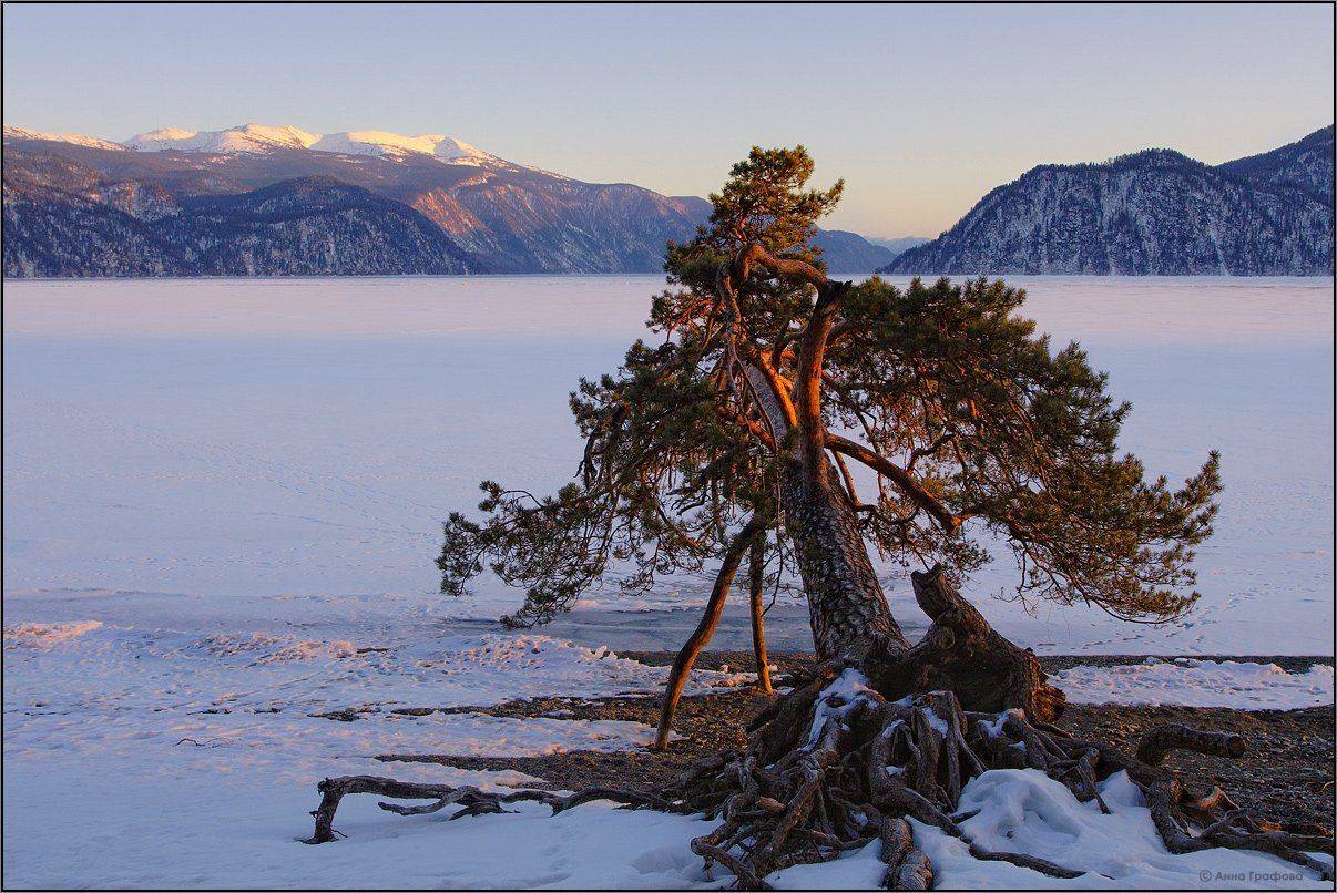 алтай, горы, горный алтай, телецкое озеро, яйлю, сосна, март, хребет корбу, аня графова, Аня Графова