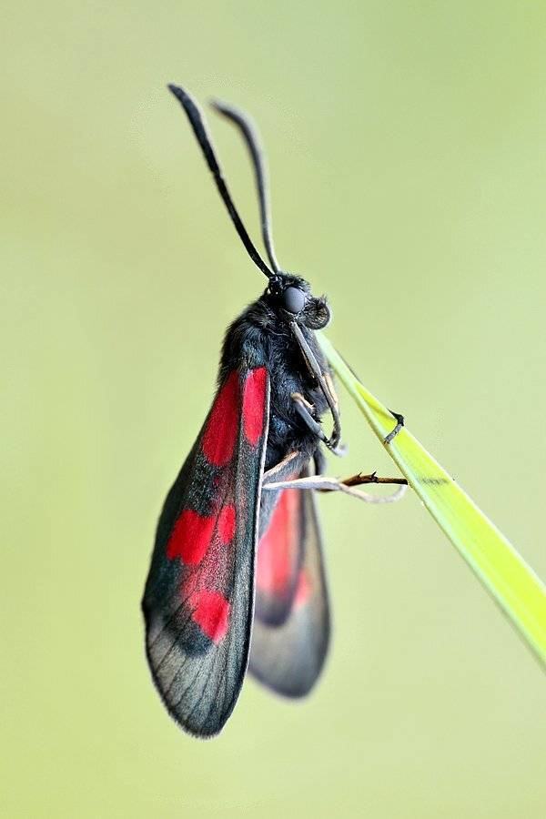 , Сергей Таланов