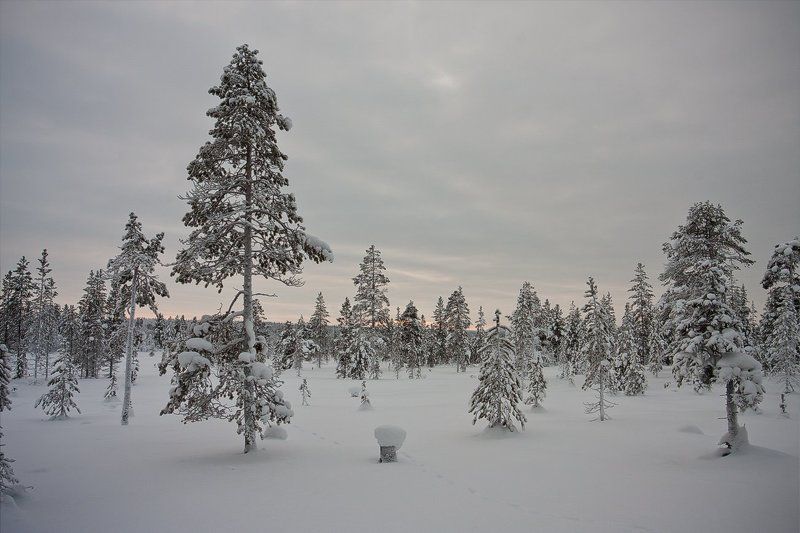 кольский, полуостров, зима, лес ***** фото превью
