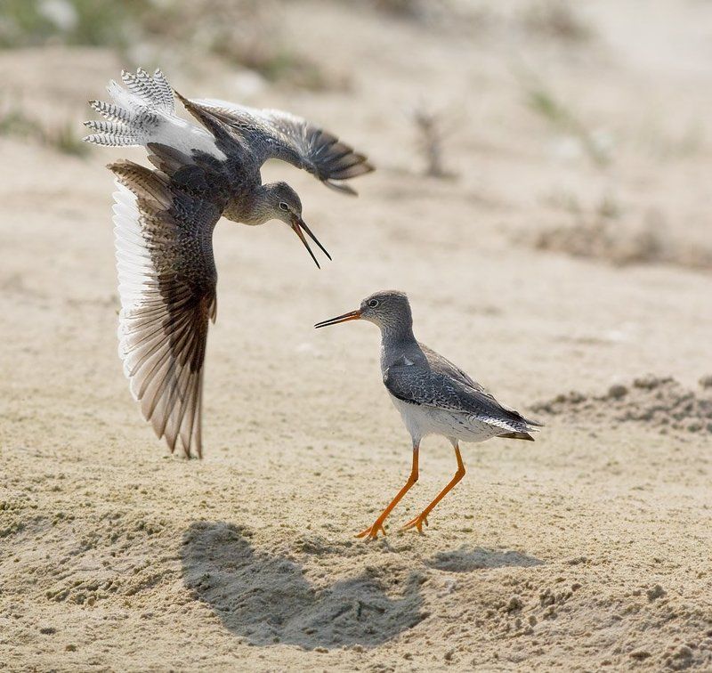 травник , кулик , драка куликова битва 2 фото превью