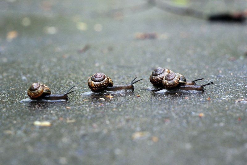 фотофиниш фото превью