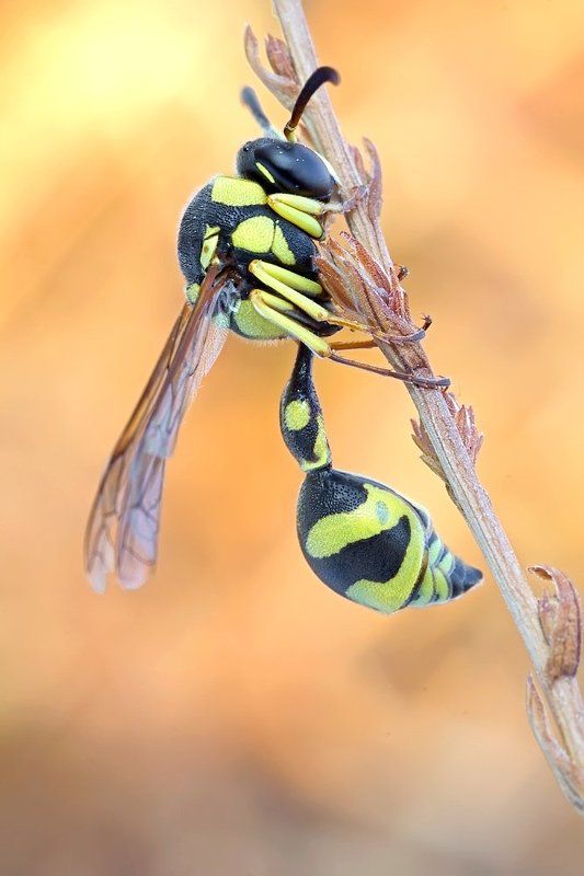 Eumenes coarctatus фото превью