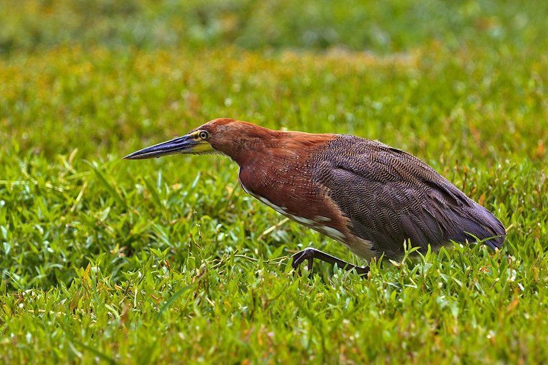 венесуэла Птицы и животные Венесуэлы фото превью