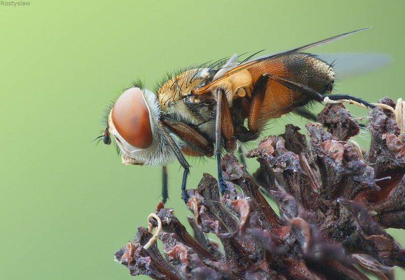 ростислав, макро, 100мм Мухи бывают и красивые фото превью