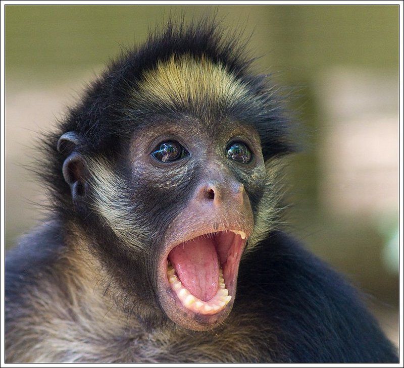 Модель! Скажите А-а-а-а-а-а... фото превью