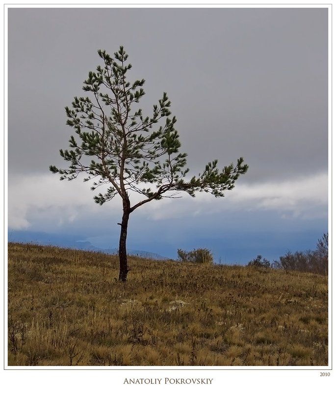 крым, демерджи, горы, осень, сосна, непогода, тучи Хрупкие сосновые ветви трепетно касаются подола тучи; свинцовое небо хмурится осенней непогодой фото превью