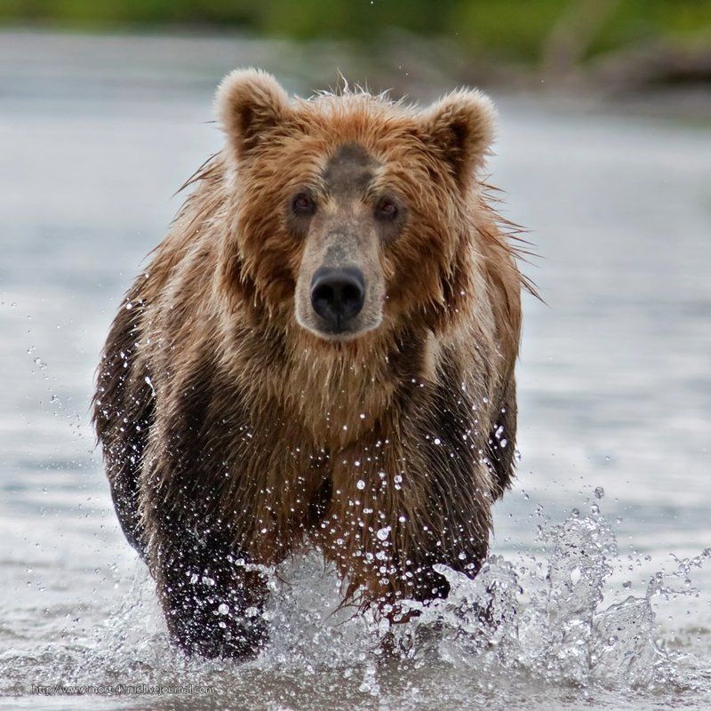 камчатка, курильское озеро Рыбный спринт II фото превью