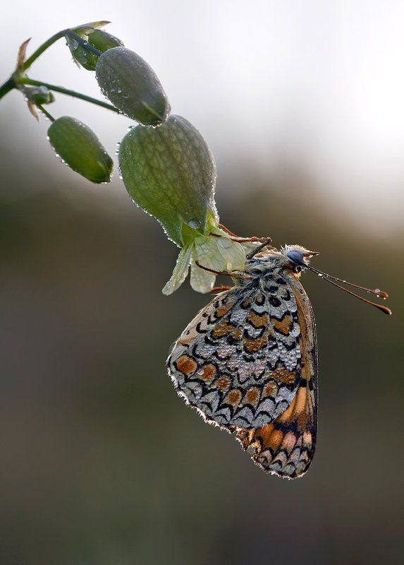 Melitaea phoebe фото превью