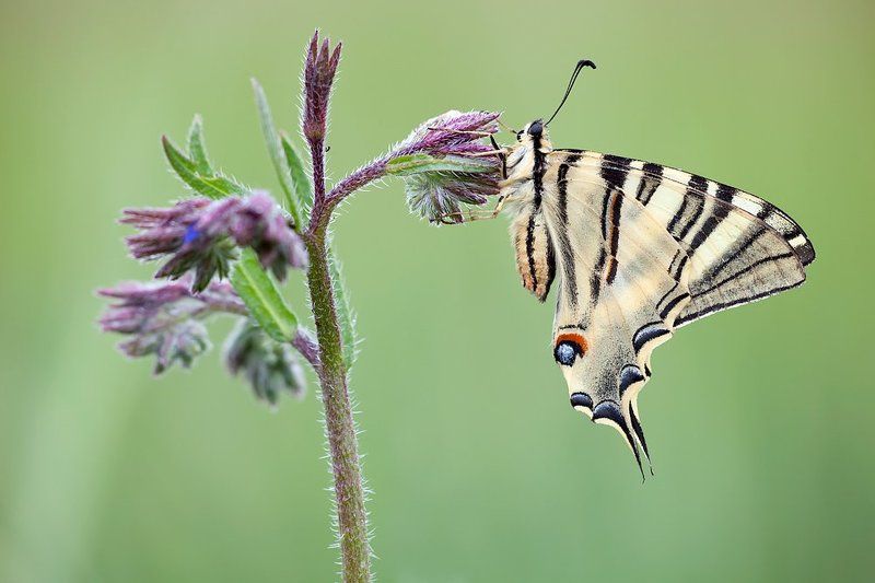lepidoptera, canon, sigma, macro, lens, 180mm , 5d mkii Iphiclides feistahamelii фото превью
